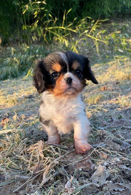 des Terres de Dai - Chiot disponible  - Cavalier King Charles Spaniel