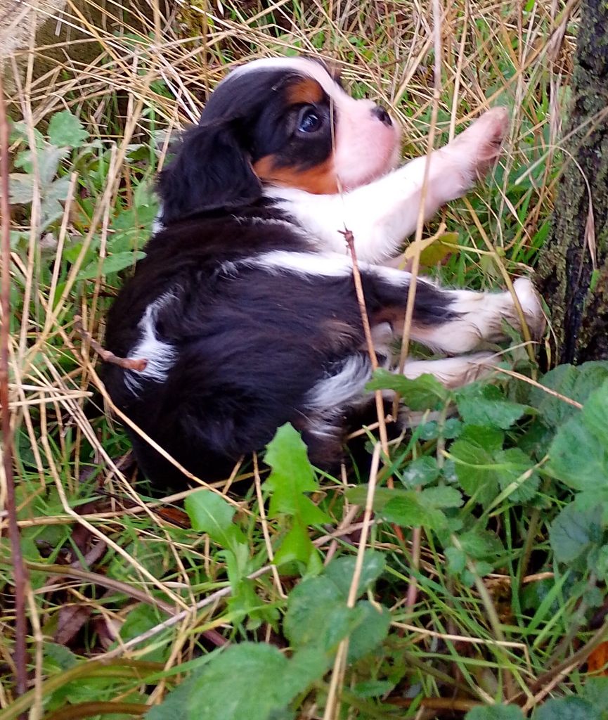 des Terres de Dai - Chiot disponible  - Cavalier King Charles Spaniel