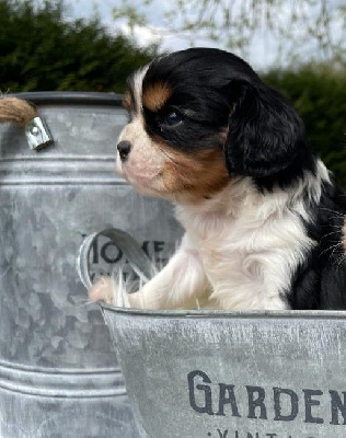 des Terres de Dai - Cavalier King Charles Spaniel - Portée née le 12/08/2024