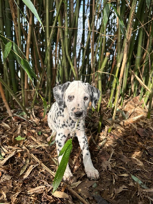 des Terres de Dai - Dalmatien - Portée née le 15/12/2023