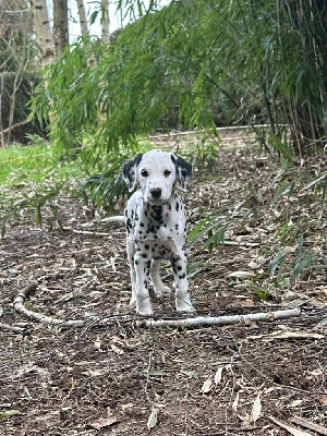 des Terres de Dai - Dalmatien - Portée née le 15/12/2023