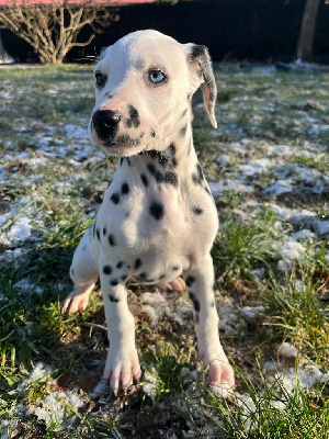 des Terres de Dai - Dalmatien - Portée née le 18/11/2023