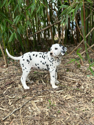 des Terres de Dai - Dalmatien - Portée née le 15/12/2023