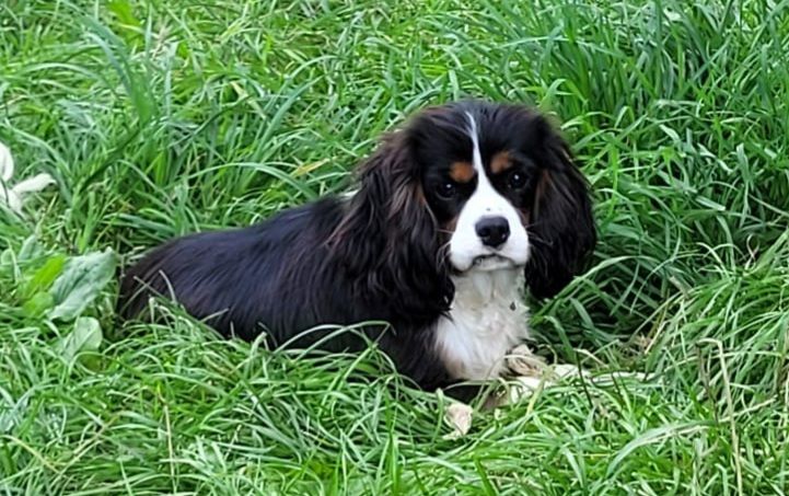 Cavalier King Charles