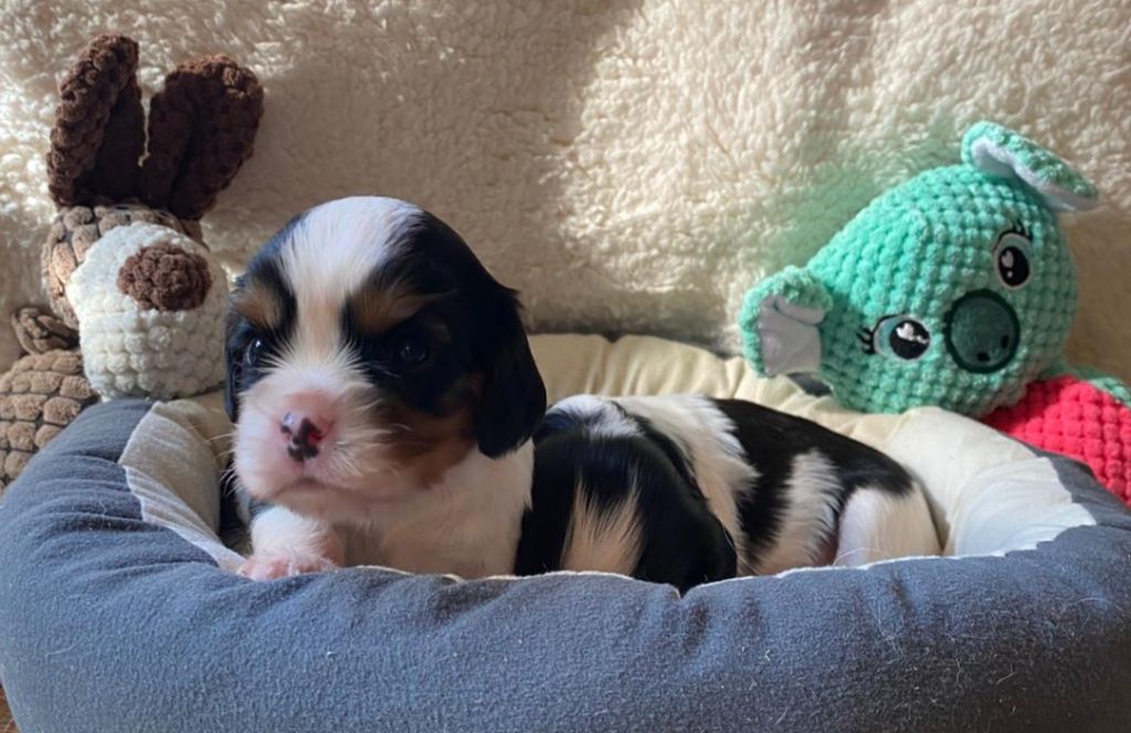 des Terres de Dai - Chiots disponibles - Cavalier King Charles Spaniel