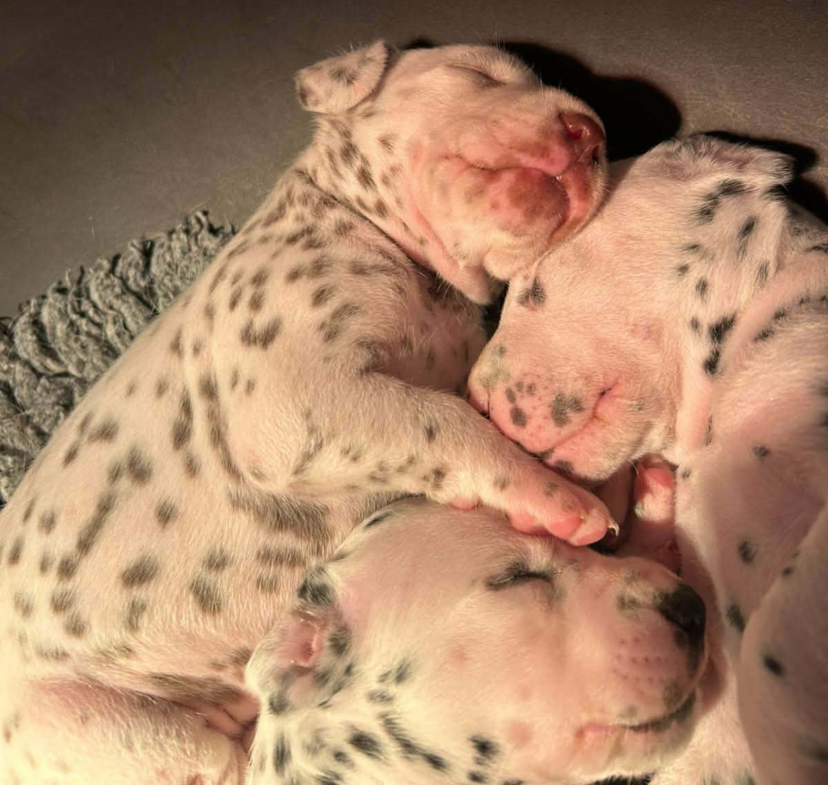 des Terres de Dai - Dalmatien - Portée née le 10/04/2026