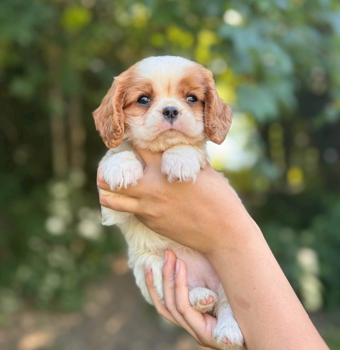 Chiot Cavalier King Charles Spaniel des Terres de Dai