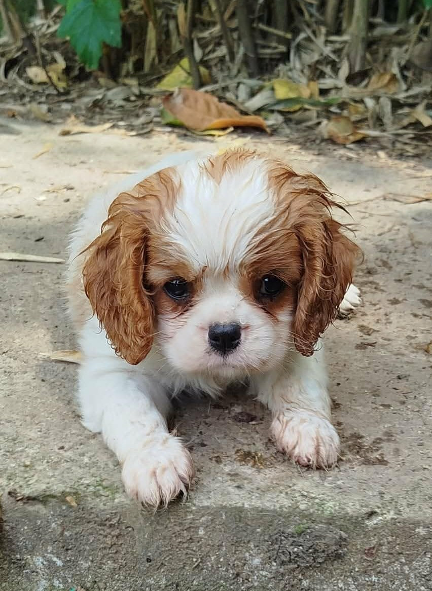 des Terres de Dai - Chiots disponibles - Cavalier King Charles Spaniel
