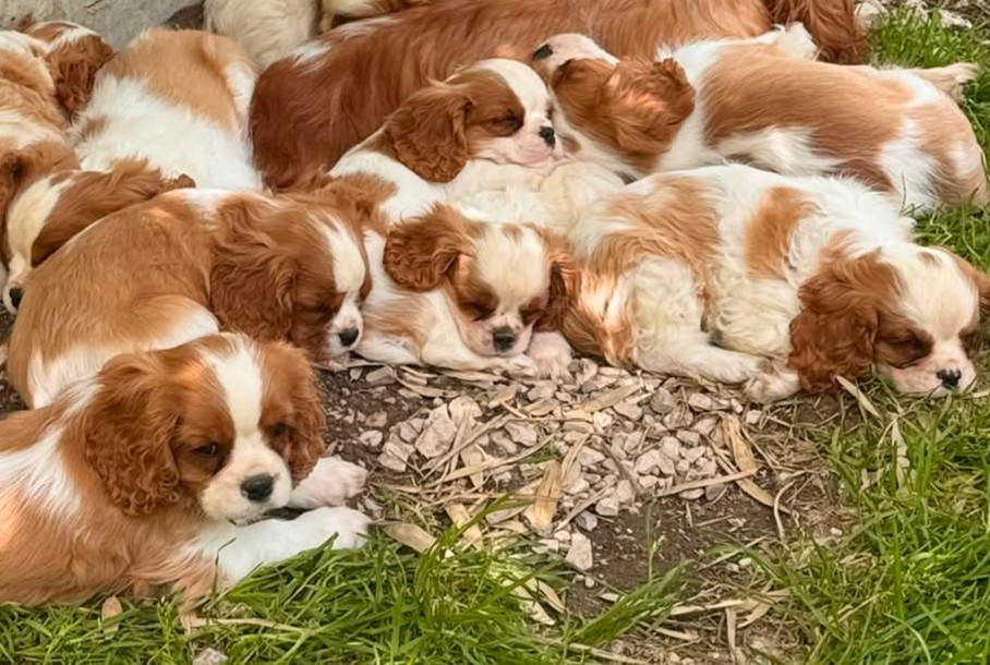 Chiot Cavalier King Charles Spaniel des Terres de Dai