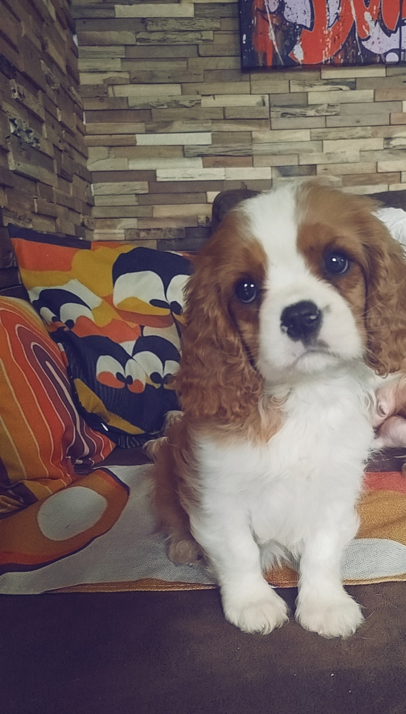des Terres de Dai - Chiots disponibles - Cavalier King Charles Spaniel