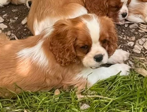des Terres de Dai - Chiots disponibles - Cavalier King Charles Spaniel
