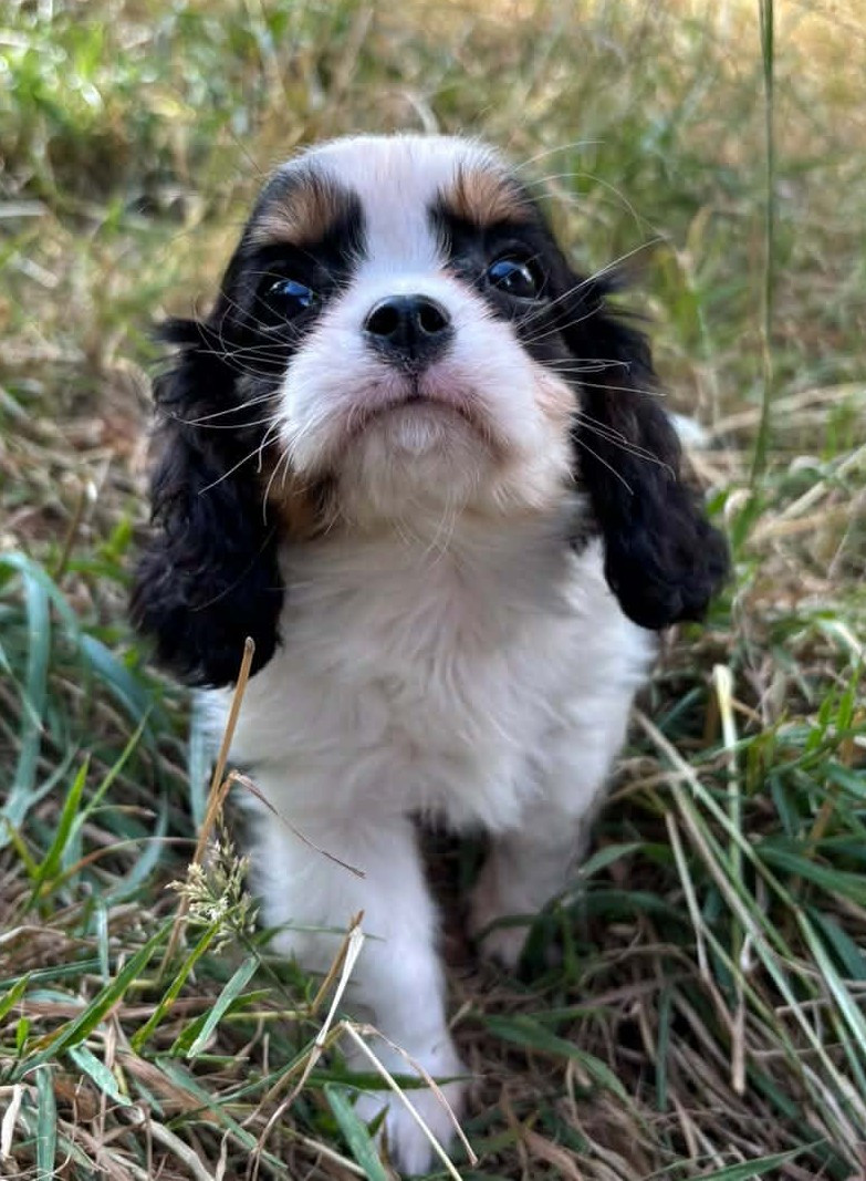 des Terres de Dai - Chiots disponibles - Cavalier King Charles Spaniel