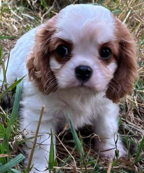 des Terres de Dai - Chiots disponibles - Cavalier King Charles Spaniel