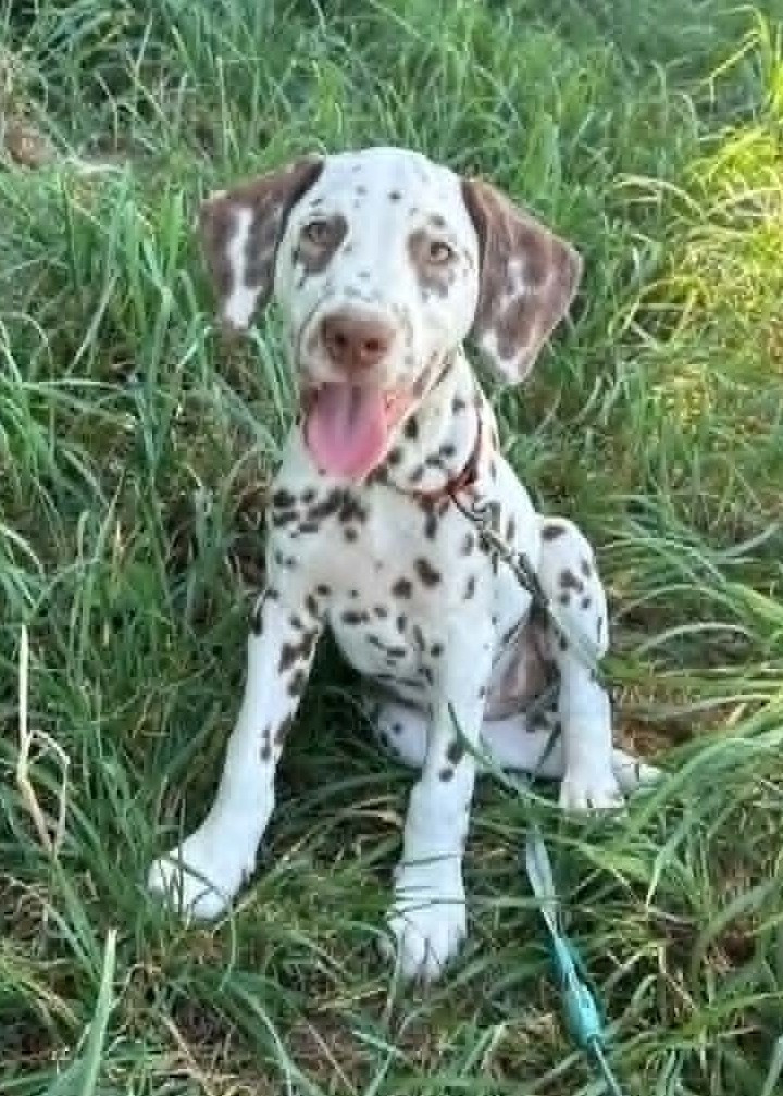 des Terres de Dai - Chiots disponibles - Dalmatien