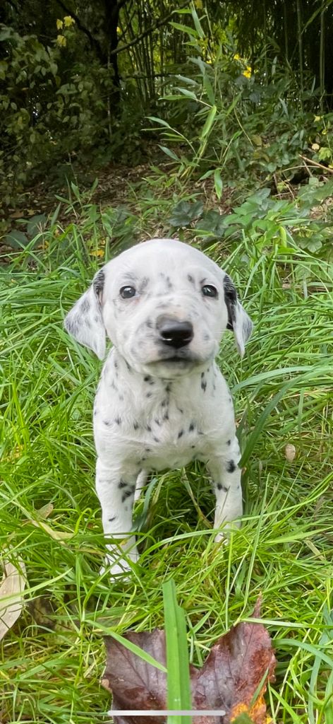 des Terres de Dai - Chiots disponibles - Dalmatien