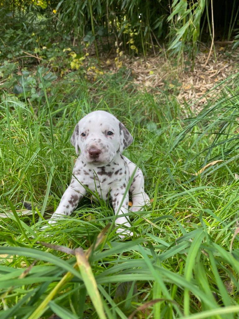 des Terres de Dai - Chiots disponibles - Dalmatien