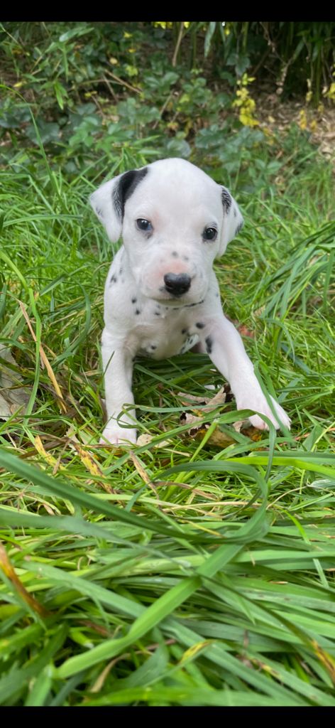 des Terres de Dai - Chiots disponibles - Dalmatien