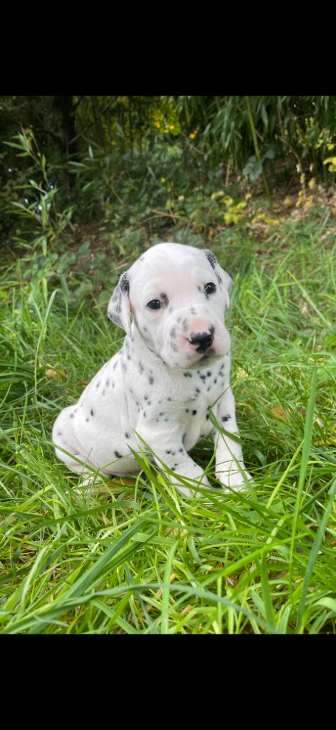 des Terres de Dai - Chiots disponibles - Dalmatien