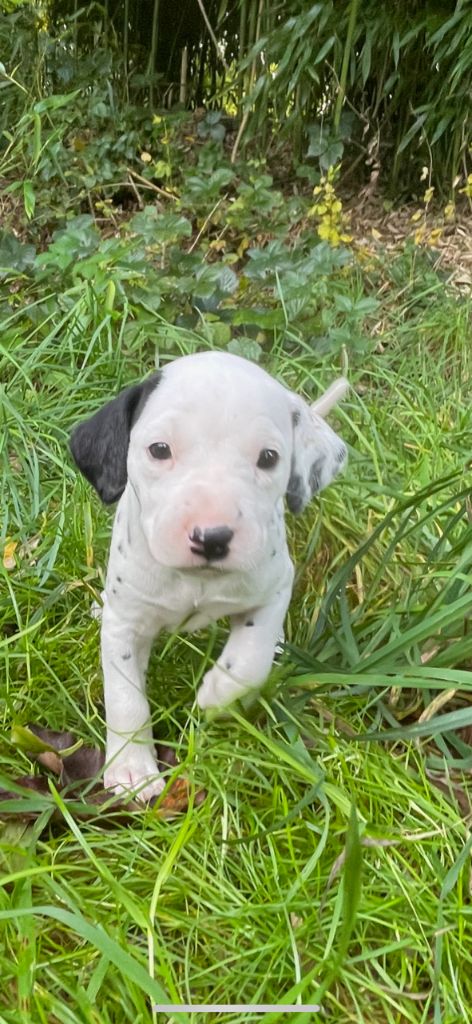 des Terres de Dai - Chiots disponibles - Dalmatien