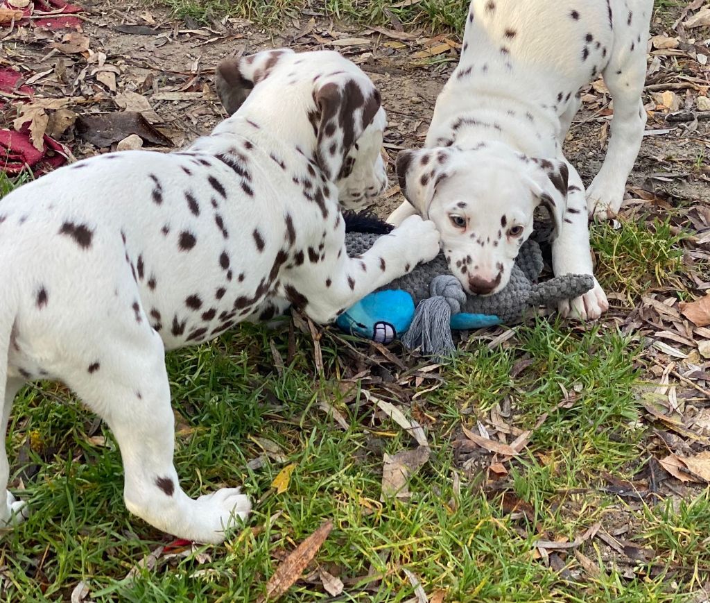 des Terres de Dai - Chiots disponibles - Dalmatien