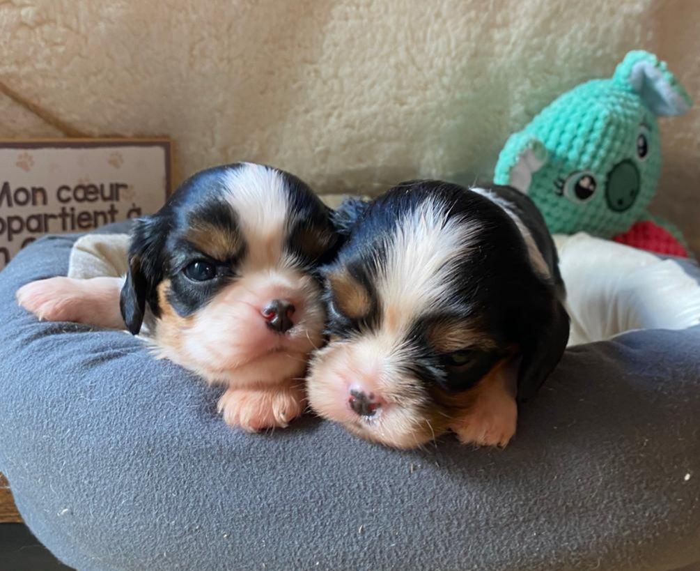 des Terres de Dai - Chiots disponibles - Cavalier King Charles Spaniel