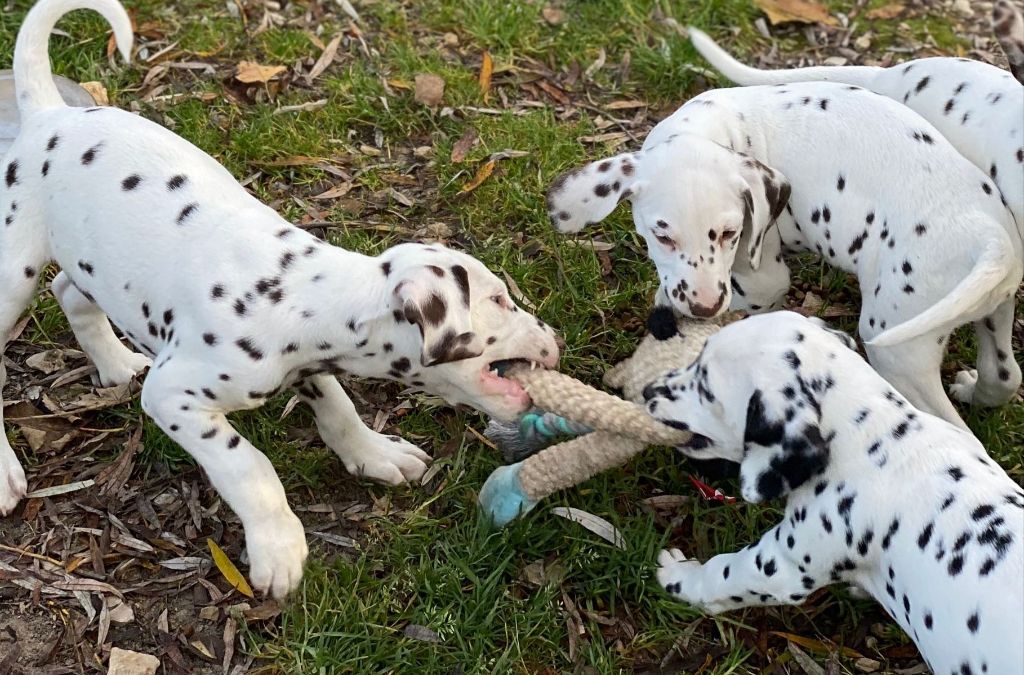 Chiot Dalmatien des Terres de Dai