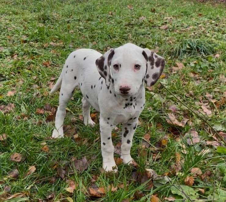 des Terres de Dai - Chiots disponibles - Dalmatien