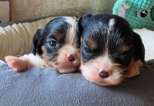des Terres de Dai - Chiots disponibles - Cavalier King Charles Spaniel