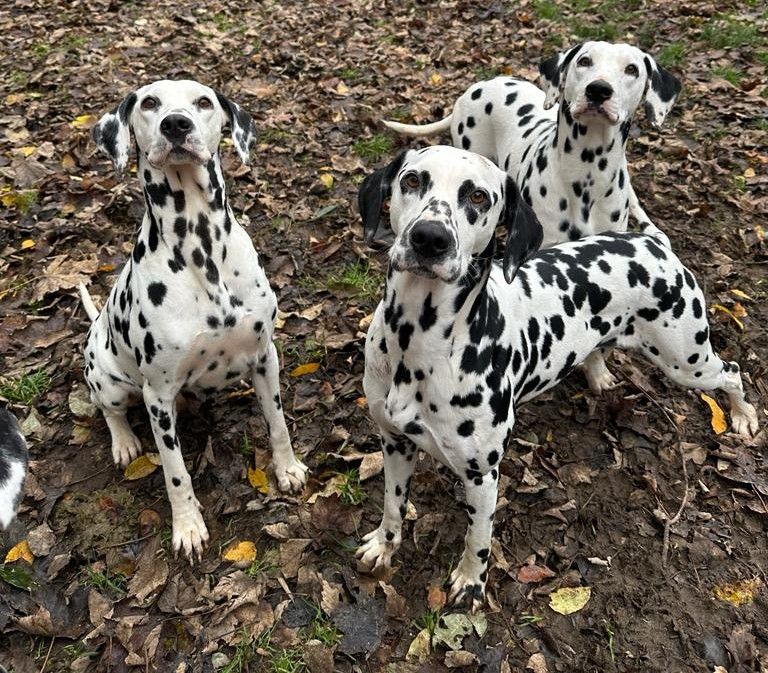 Chiot Dalmatien des Terres de Dai